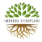 Imbroda Vitroplant