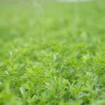 Cereales Alfalfa y Paja S.L. (CEALPA) - Servicios agrícolas en Trespaderne