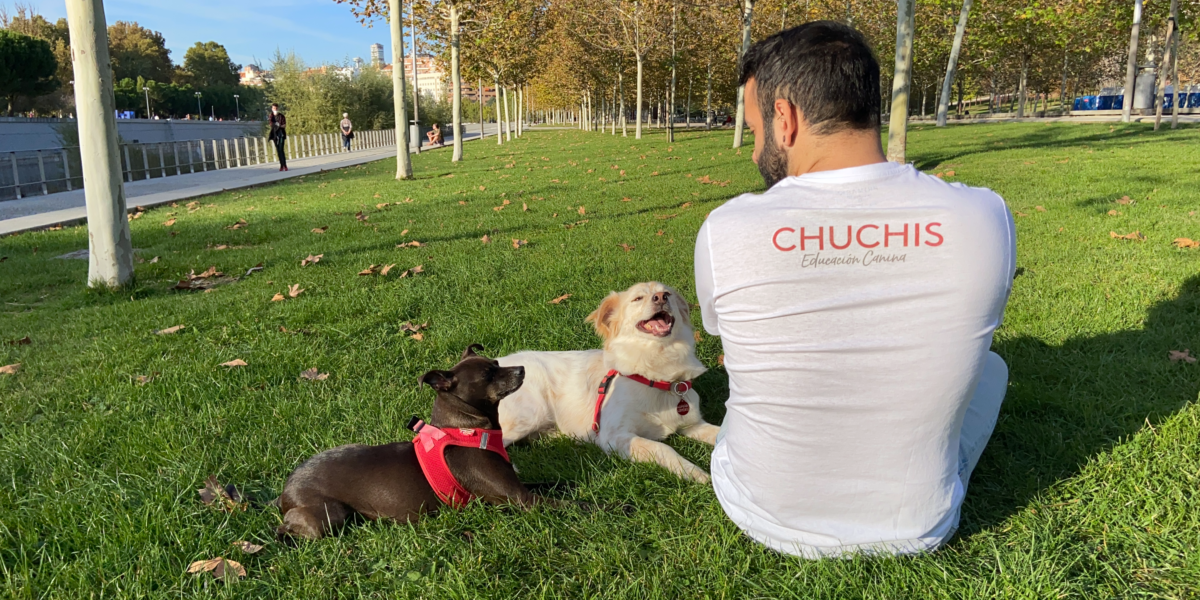 Foto de Chuchis Educación Canina en Madrid - Imagen 1