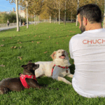Chuchis Educación Canina - Guardería canina en Madrid