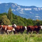 CASADEMONT 1.Almazen.CASTELLÓ S.L. - Servicios agrícolas en Castelló d'Empúries