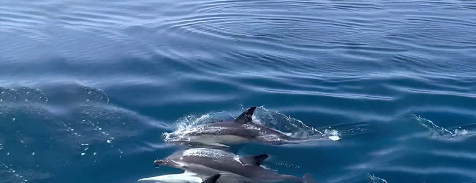 Foto de Rent Boat Málaga - Alquiler barcos en Benalmádena en Benalmádena - Imagen 3