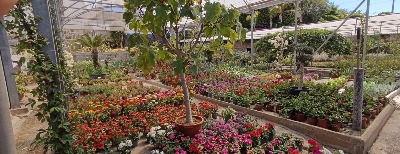 Foto de Jardines Villalba | Jardineros y paisajistas en Marbella en Marbella - Imagen 3