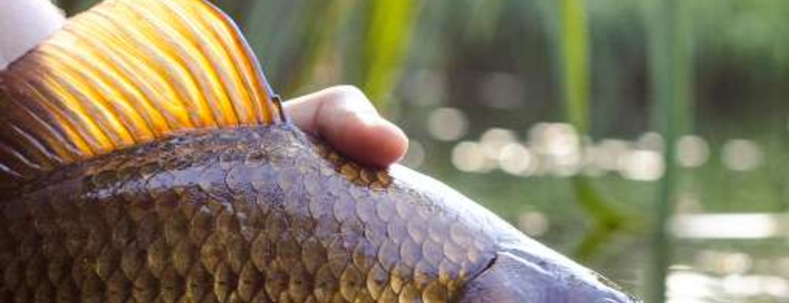 Foto de Arapaima Fishing en Badajoz - Imagen 5