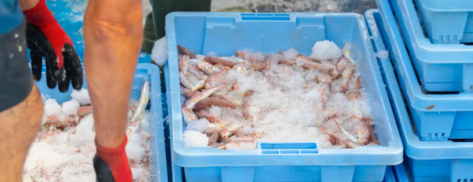 Foto de MAPESCA SA en Barcelona - Imagen 1