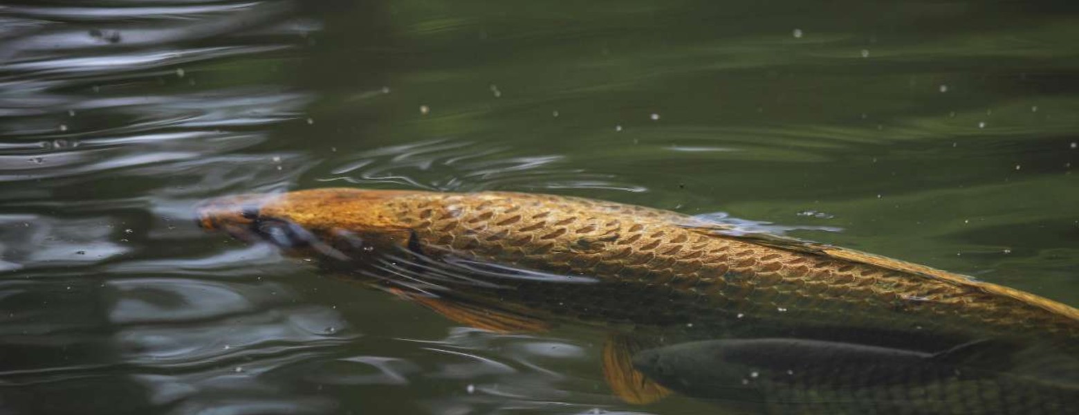 Foto de Arapaima Fishing en Badajoz - Imagen 3