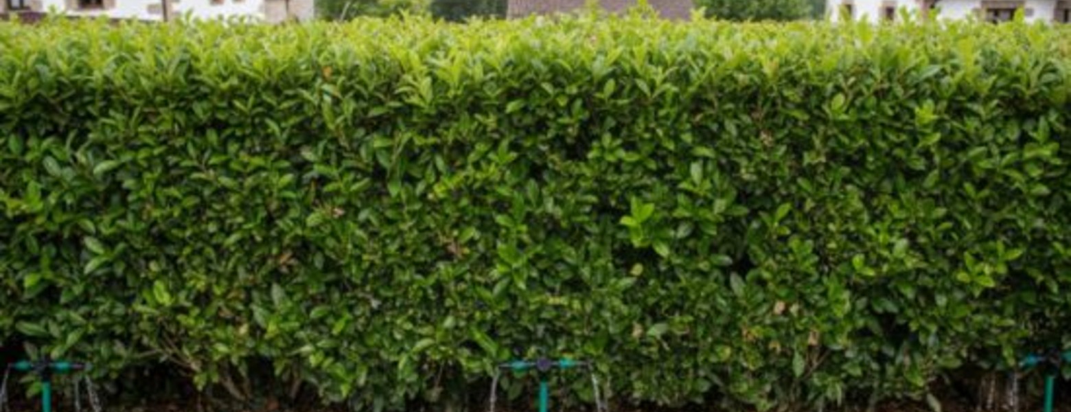 Foto de Ferbar Gardens - Mantenimiento de jardines en Bilbao en Bilbao - Imagen 3