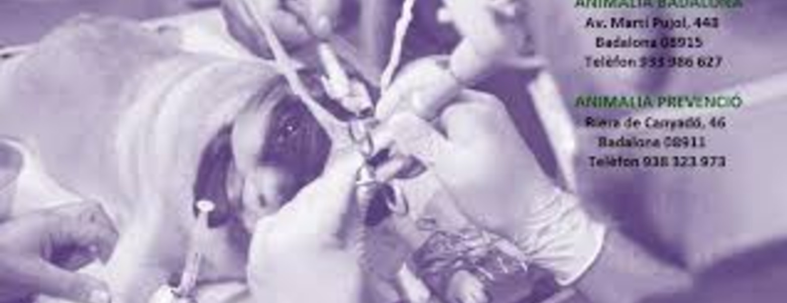 Foto de Animalia Badalona Clínica Veterinària en Badalona - Imagen 1