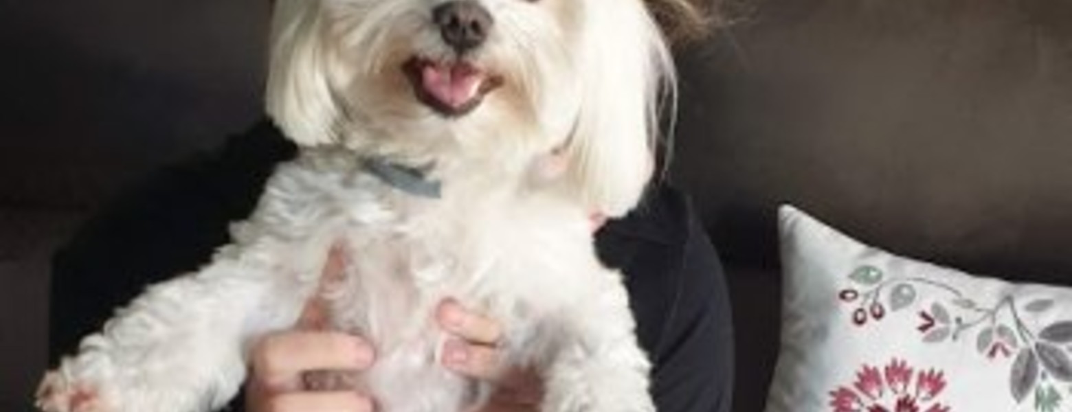 Foto de Animalia Badalona Clínica Veterinària en Badalona - Imagen 3