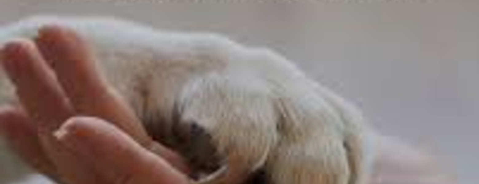 Foto de Animalia Badalona Clínica Veterinària en Badalona - Imagen 2