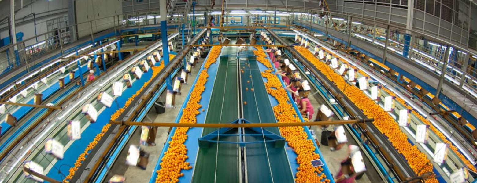 Foto de Agrios Selectos en Gandia - Imagen 1