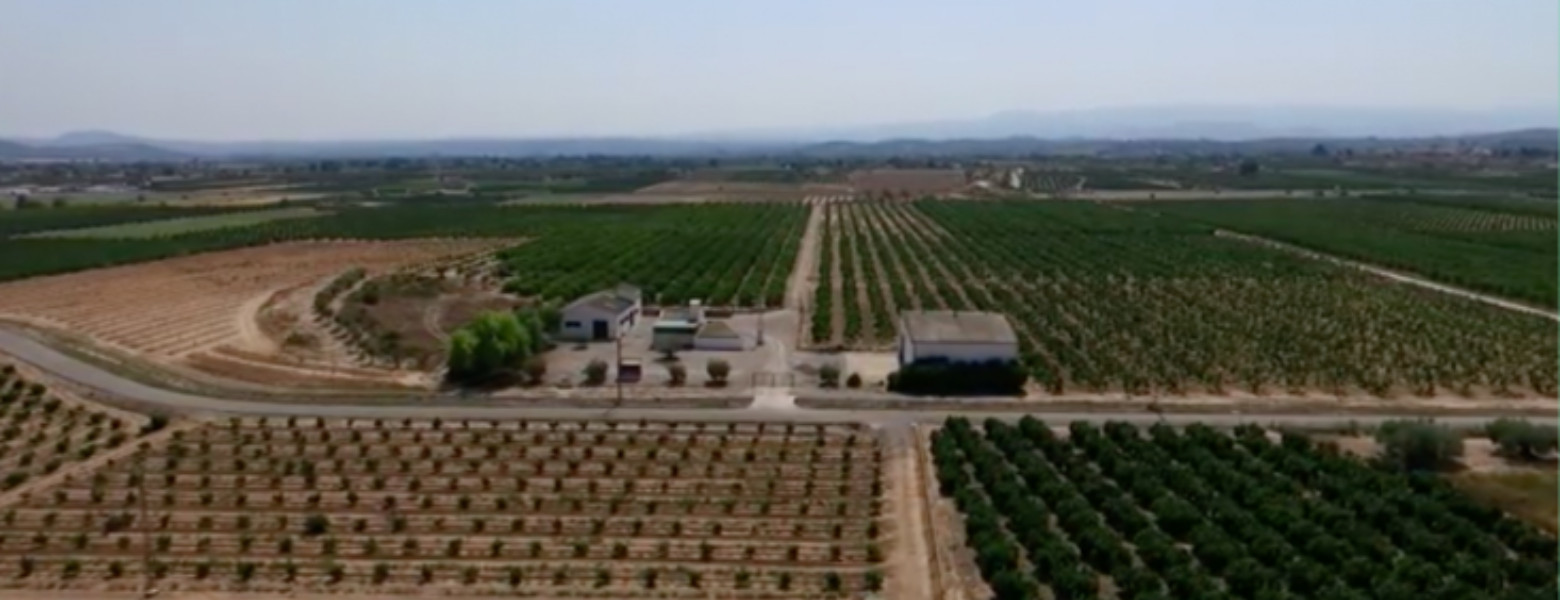 Foto de Agrios Selectos en Gandia - Imagen 2