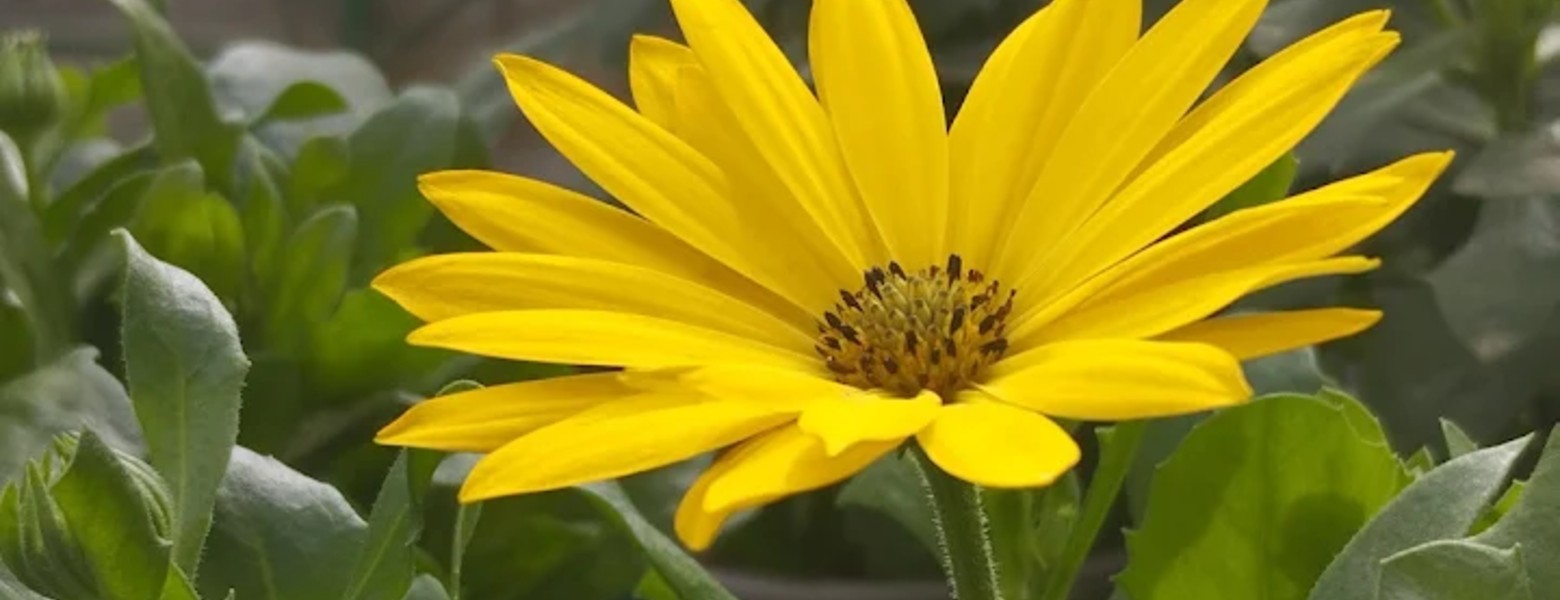 Foto de Garden Almerimar en Almerimar - Imagen 4