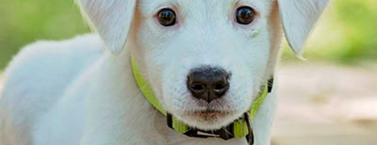 Foto de Clínica Veterinaria Alcazaba en Granada - Imagen 5
