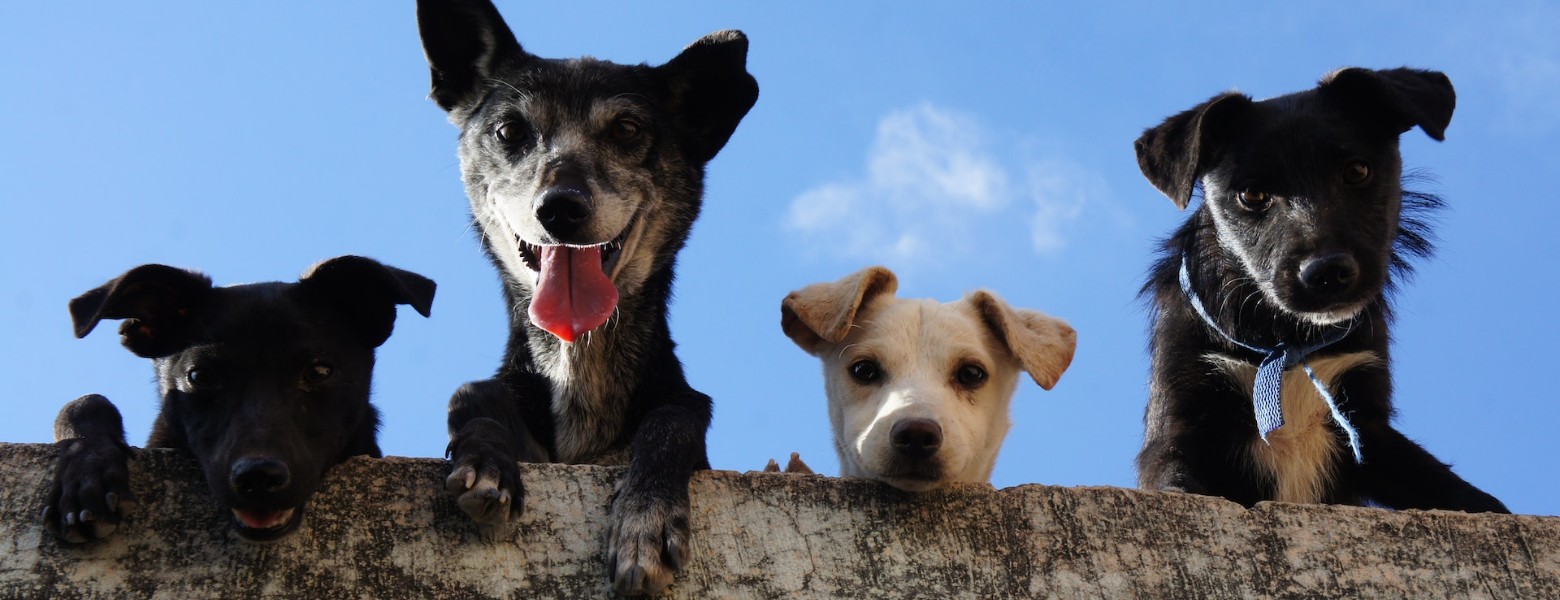 Foto de Clínica Veterinaria Alcazaba en Granada - Imagen 3
