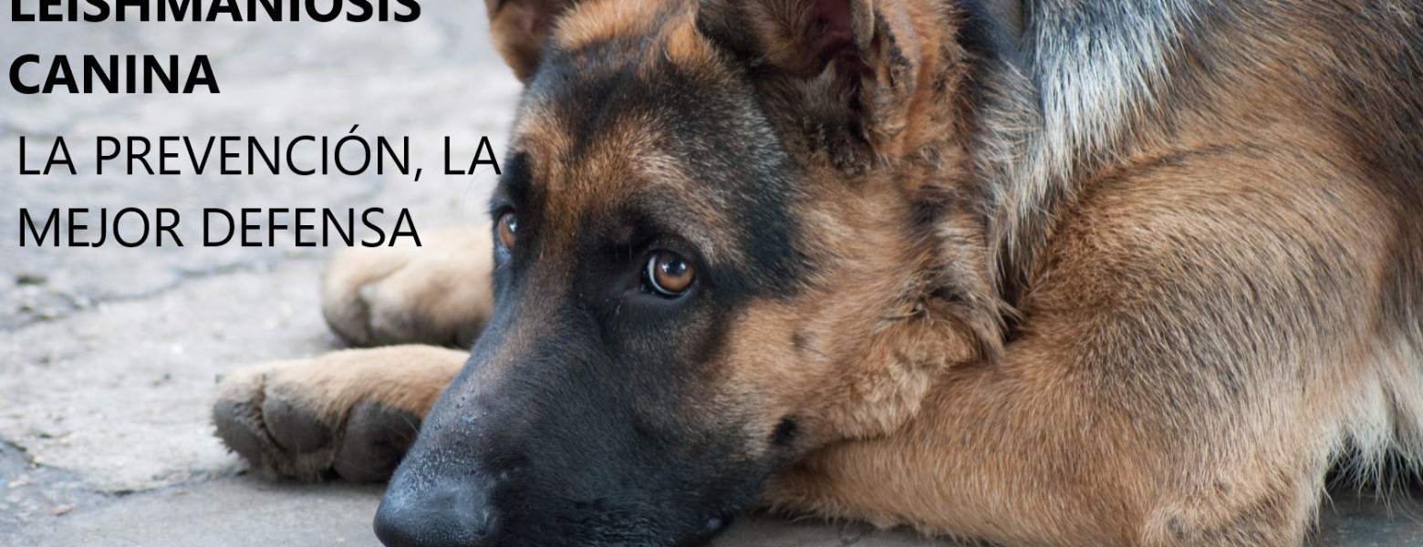 Foto de Clínica Veterinaria Alcazaba en Granada - Imagen 4
