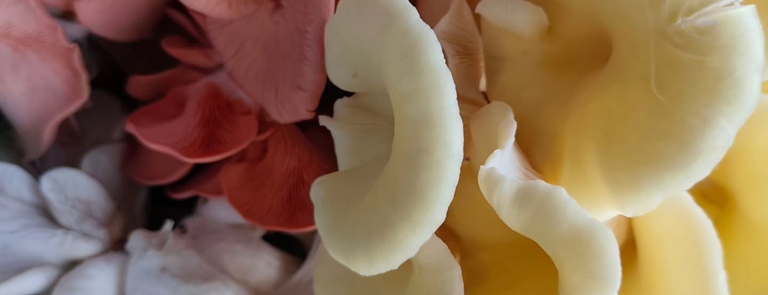Foto de Setas La Bruja | Productor Recomendado en Granadilla de Abona - Imagen 4