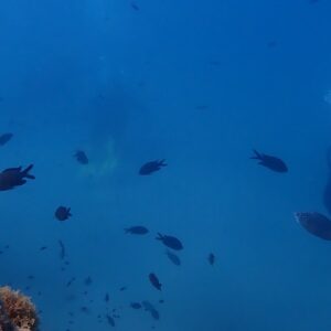 Foto de ViveBuceo - Escuela de buceo en La Herradura en Almuñécar - Imagen 2