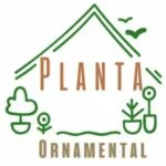 Planta ornamental