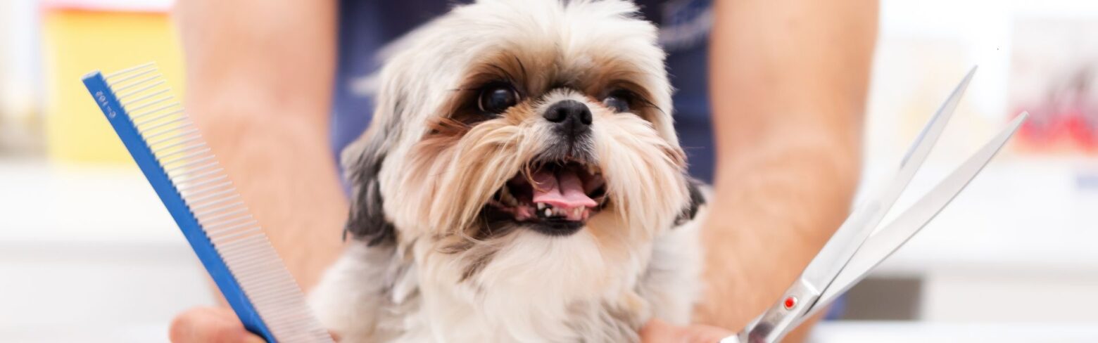 Foto de Bambú Peluquería Canina en Granada - Imagen 1