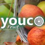 Youco Fruit