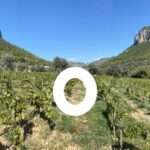S’Olivaret vins i vinyes - Vino en Alaró