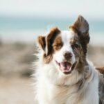 Residencia Cania Jasmi - Tienda de mascotas en El Molar