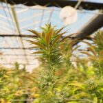 Weed Productions - Asociaciones y fundaciones en Terrassa