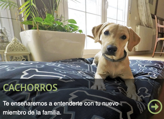 Rudog Adiestramiento Canino Zaragoza - Tu Sitio Web