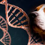 pruebas geneticas perros