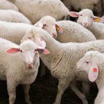 productos ovino caprino y vacuno